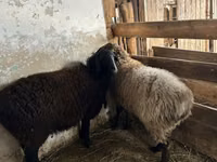 የጎትት አውራ በግ, Sheep — ፎቶ 2