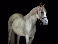 مادیان, Quarter Horse — عکس 2