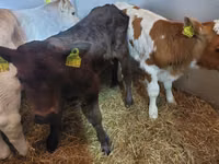 Sığır (parti, cinsiyet belirtilmedi), Simmental cattle — foto 1