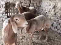 Ram, Arashan sheep — photo 1
