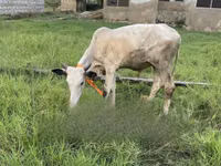 गाय, मवेशी — फ़ोटो 3