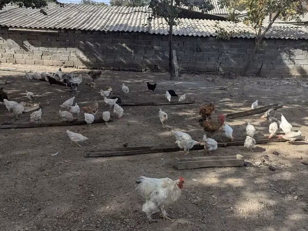 Chickens — Kirgistan