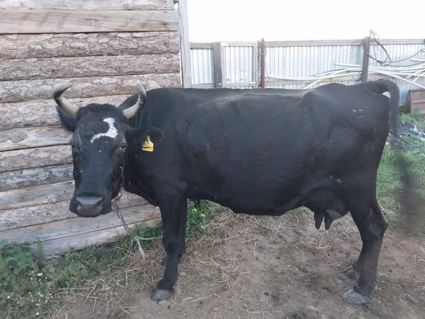 Гов, Russian Black pied cattle — Қазоқистон