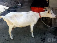 Goat, Saanen goat — photo 2