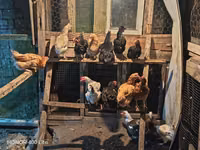 Chickens — foto 3