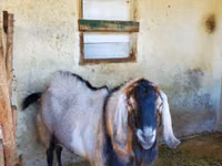 बकरा, Nubian Goat — फ़ोटो 3