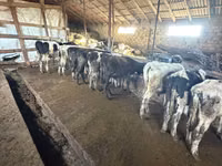 ወንድ በሬ, Cattle — ፎቶ 4