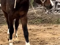 ঘোড়া, Arabian horse — ছবি 3