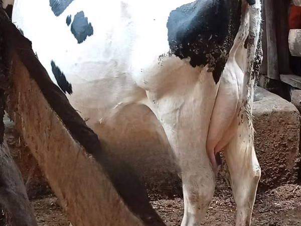 母牛, Holstein breed — 肯尼亚