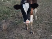 Vache, Bovins — photo 2