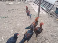 Chickens — عکس 2