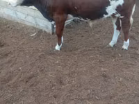 سانڈ, Swiss cattle — تصویر 1