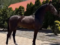 Hing, Dutch warmblood horse — 5. fotó