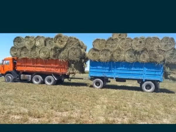 Сено люцерна жоношка свежый укос жоношка сатамын кез келген жерге жетк