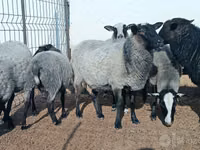 암양, Romanov sheep — 사진 3