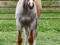 Horse (M), Quarter Horse — photo 7