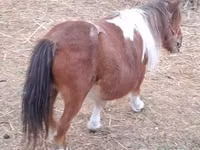 雌馬, Miniature horse — 写真 2