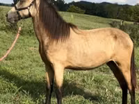 Mare, Rocky Mountain Horse — photo 2