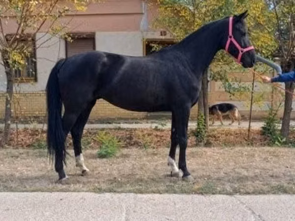 Kuda betina, Hungarian horse breed