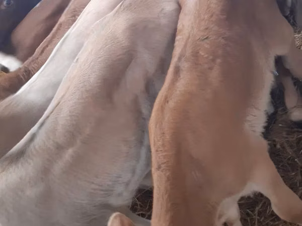 Bull, Simmental cattle — Poland