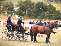 Cavallo, Nonius horse — foto 3