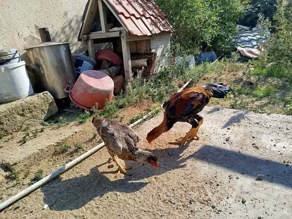 Chickens — อาเซอร์ไบจาน