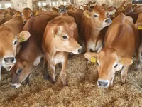 Krava, Swiss cattle — foto 7