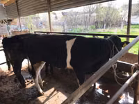Toro, Russian Black pied cattle — foto 2