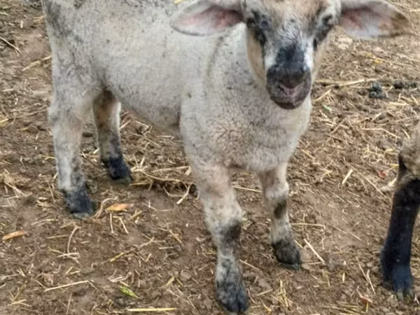 Sheep, Sheep
