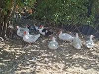 Ducks — تصویر 2