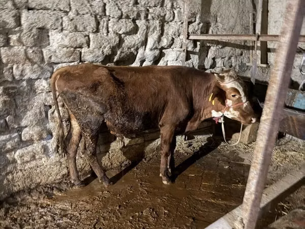 Bull, Cattle — Uzbekistan