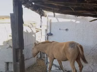 ፈረስ, Horses — ፎቶ 2