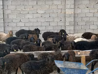 Ram, Edilbay sheep — photo 4
