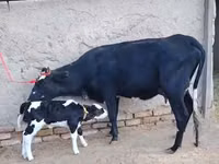 Cow, Russian Black pied cattle — photo 1