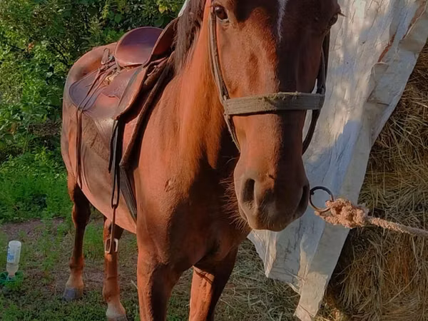 Horse (M), Horses — Kazakhstan