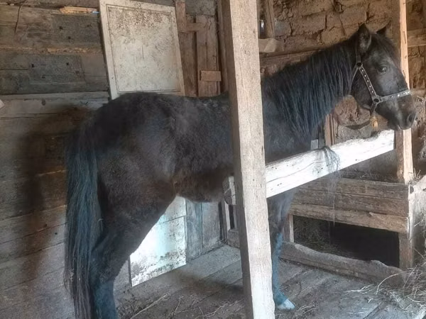 Horse (M), Horses — Kazakhstan