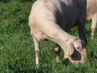 Koyun, Lacaune sheep — foto 1