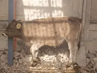 Cow, Swiss cattle — photo 4
