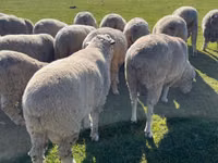 Kambing jantan, Australian merinos sheep — foto 1