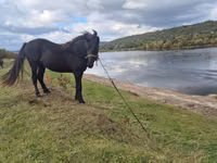 Kuda betina, Horses — foto 1