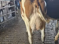 母牛, Holstein breed — 照片 2