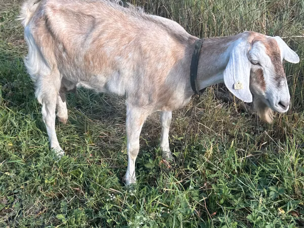 Буз, Nubian Goat — Молдова