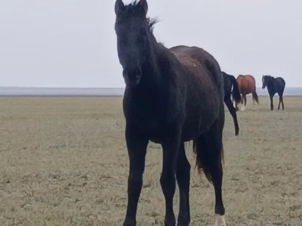 Horse (M), Horses — Kazakhstan