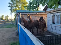 კვიცი, ცხენები — ფოტო 1