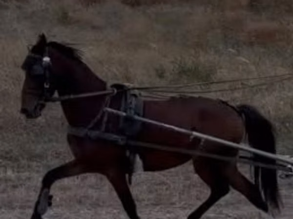 Horse (M), Hackney horse — Hungary