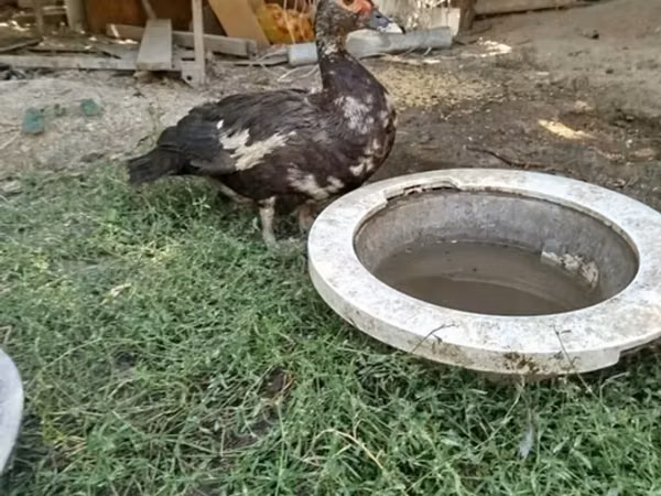 Turkeys — Kyrgyzstan