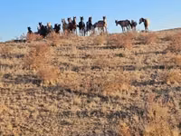 Mare, Horses — photo 2