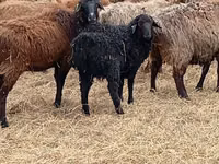 Sheep (batch, sex not specified), Sheep — photo 5