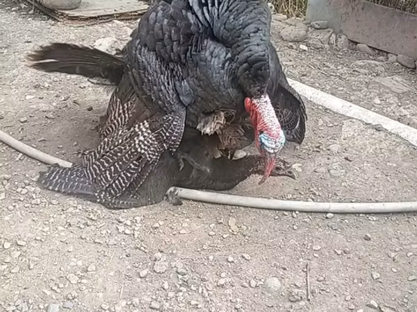 Turkeys — 阿塞拜疆