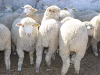 Ram, Kuibyshev sheep — foto 2